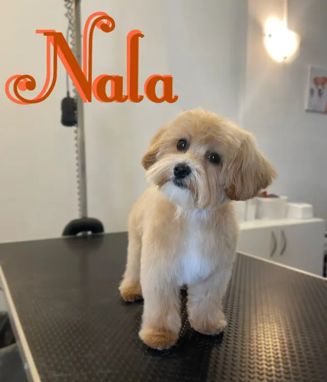 Nala, svijetli kovrčavi pas nakon šišanja na stolu u salonu