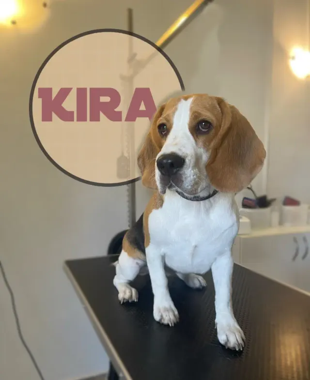 Kira, trobojni bigl nakon uređivanja u salonu