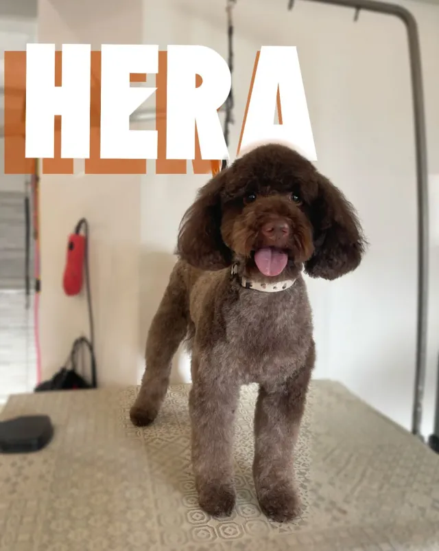Hera, čokoladno smeđa pudla nakon šišanja