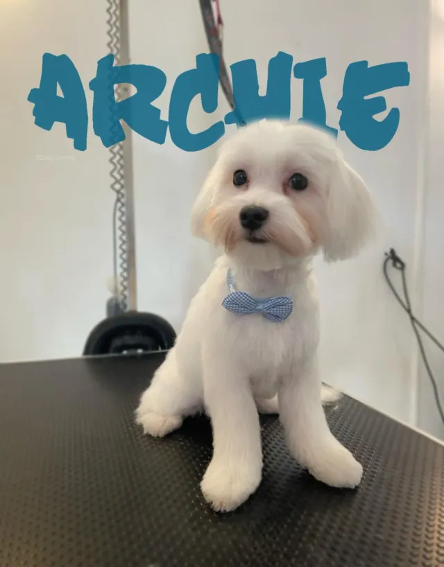 Archie, bijeli maltezer s plavom leptir-mašnom nakon šišanja