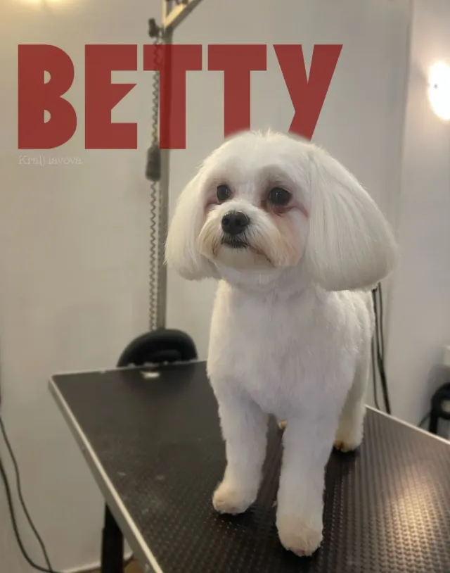 Betty, bijeli maltezer dugih ušiju nakon šišanja