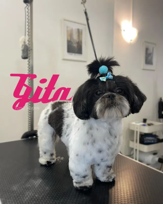 Gita, crno-bijeli shih tzu s repićem na glavi nakon šišanja