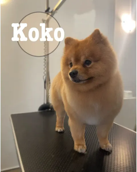 Koko, riđi pomeranac nakon šišanja kod frizera za pse Kralj lavova u Sesvetama
