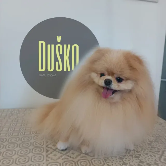 Duško, pahuljasti svijetli pomeranac nakon uređivanja