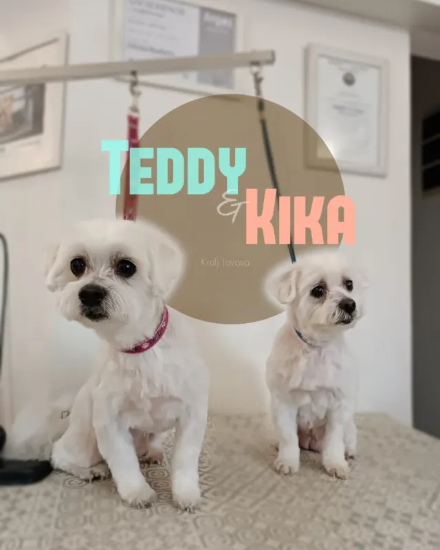 Teddy i Kika, dva bijela maltezera nakon uređivanja