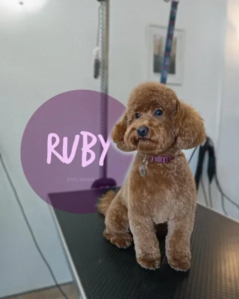 Ruby, riđa toy pudla s ružičastom ogrlicom nakon šišanja