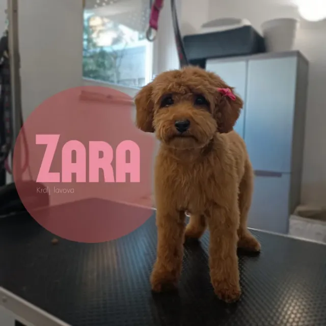 Zara, riđe smeđi kovrčavi pas s mašnicom nakon šišanja