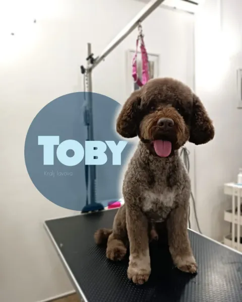 Toby, tamnosmeđi kovrčavi pas nakon šišanja na stolu u salonu