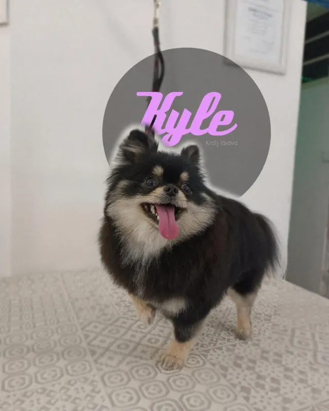 Kyle, crno-smeđi pomeranac s isplaženim jezikom