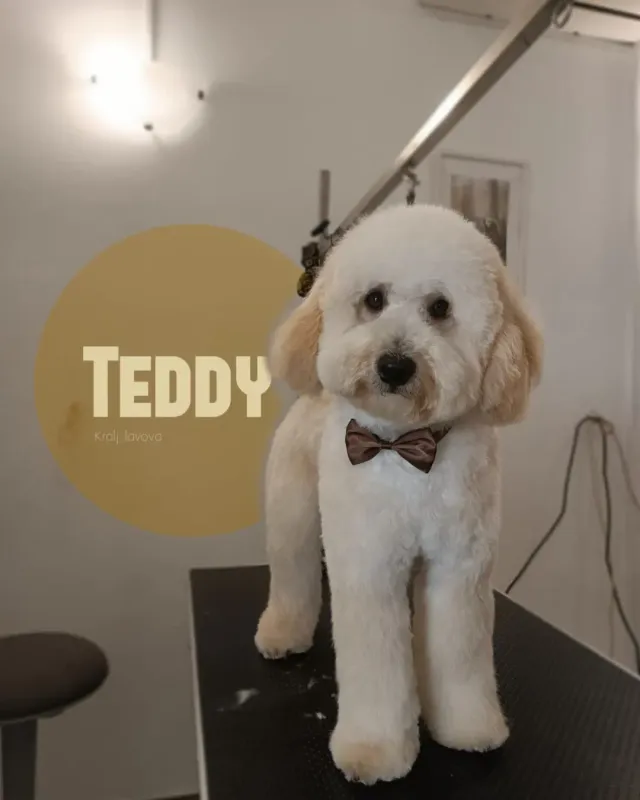 Teddy, svijetli kovrčavi pas s leptir-mašnom nakon šišanja