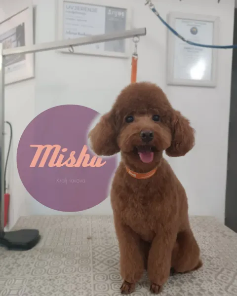 Misha, riđa toy pudla s narančastom ogrlicom nakon šišanja
