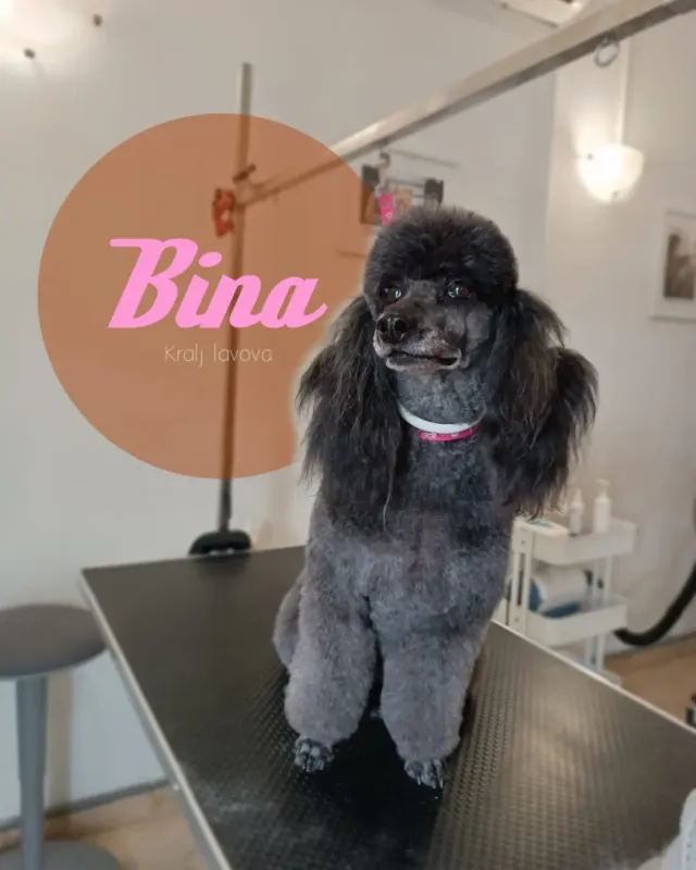 Bina, crna pudla s ružičastom ogrlicom nakon šišanja
