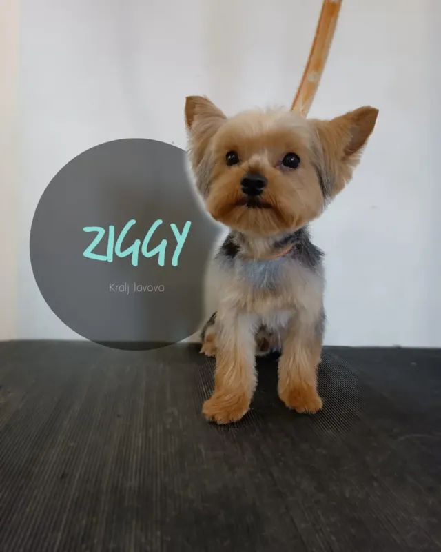 Ziggy, jorkširski terijer nakon šišanja