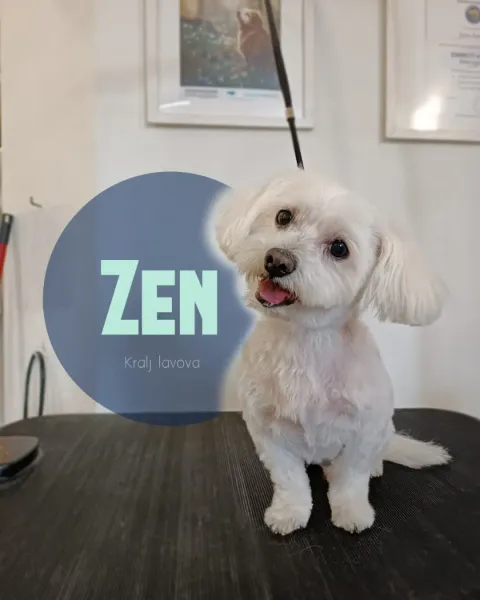 Zen, bijeli maltezer nakon šišanja na stolu u salonu