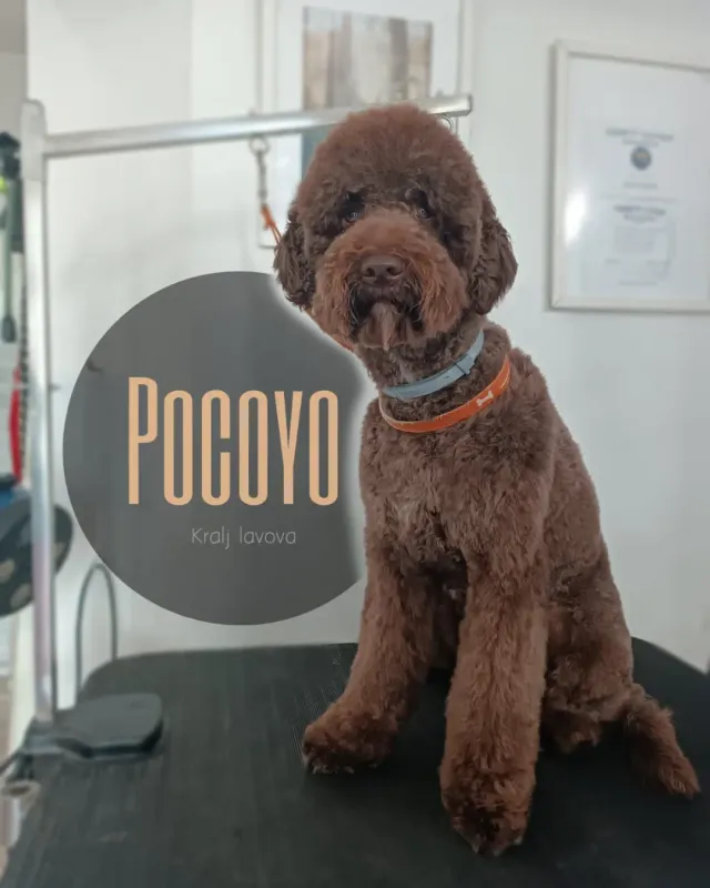 Pocoyo, čokoladno smeđi kovrčavi pas nakon kompletnog tretmana u salonu