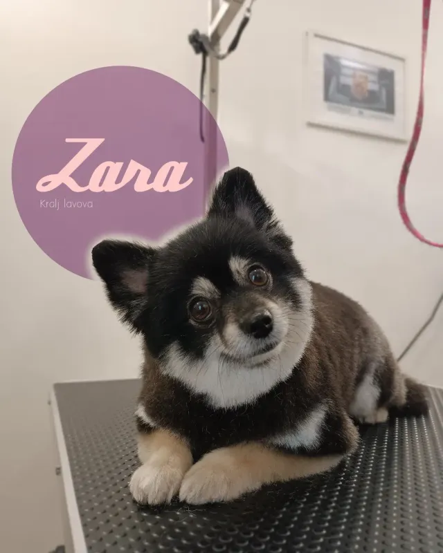Zara, crno-bijeli pahuljasti pas koji leži na stolu