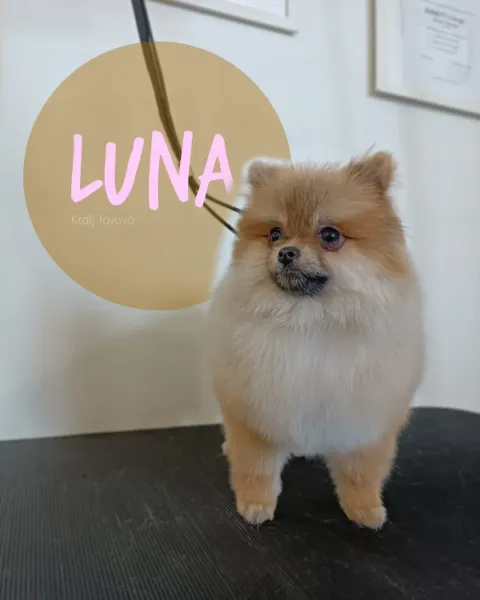 Luna, pahuljasti riđi pomeranac nakon uređivanja u salonu