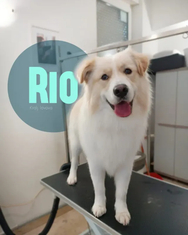 Rio, bijeli pahuljasti pas nasmiješen nakon uređivanja