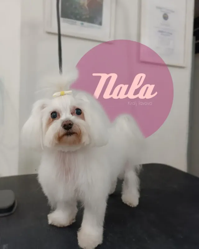 Nala, bijeli dugodlaki maltezer s mašnicom nakon uređivanja