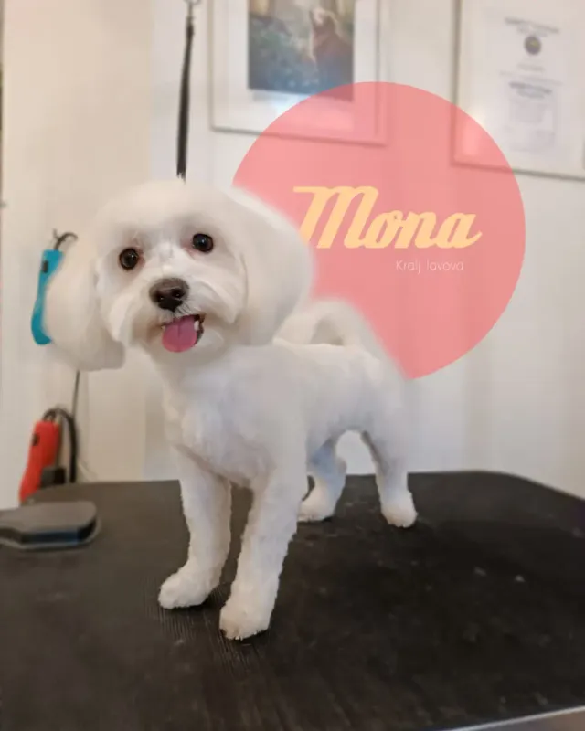 Mona, nasmiješeni bijeli maltezer na stolu u salonu