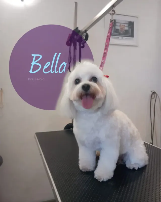 Bella, bijeli pahuljasti pas nakon šišanja